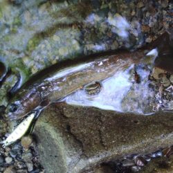 フライ名人といつもの谷へ ～長良川水系～